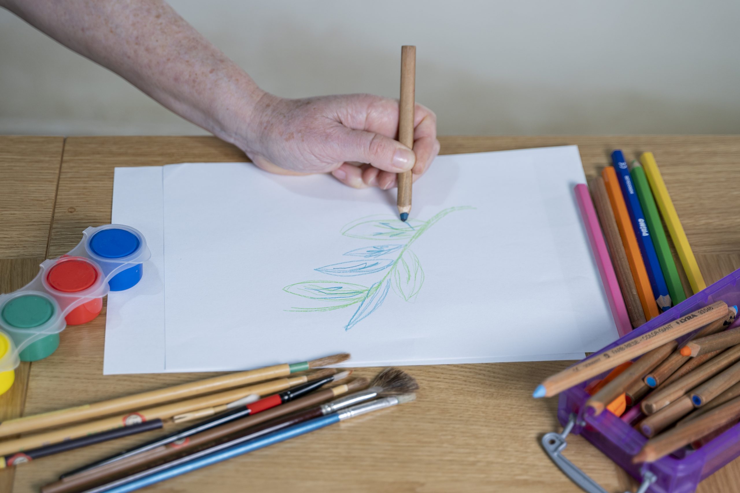 .יד אוחזת עיפרון צבעוני ומציירת ענף עם עלים על גבי דף נייר לבן. הדף מונח על שולחן ולצידו צבעי גואש, מכחולים וצבעי עיפרון נוספים