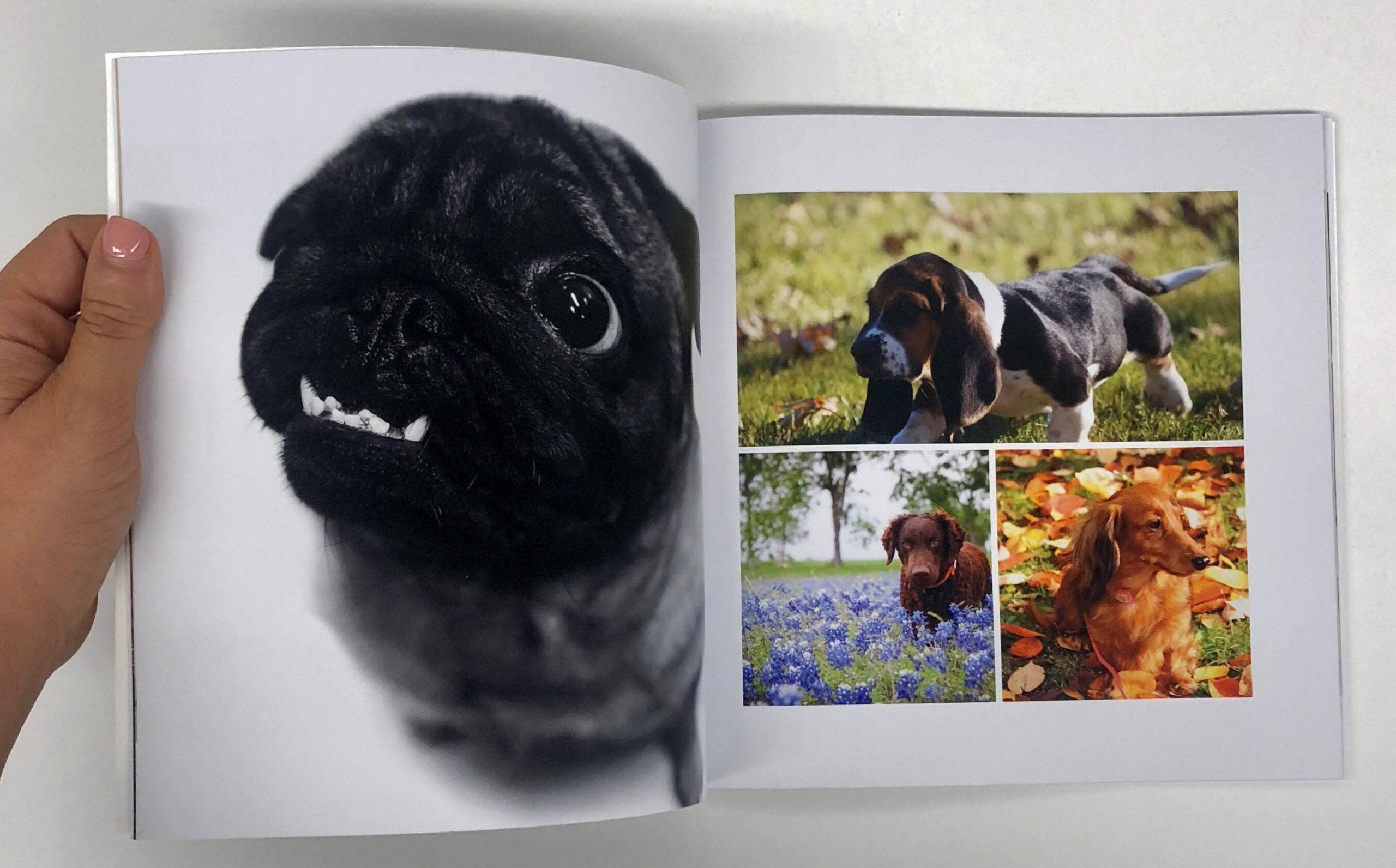 .יד אוחזת בספר ובו תמונות גדולות של כלבים